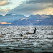 Sarah Casewit launches “Auroras & Orcas” in Northern Norway