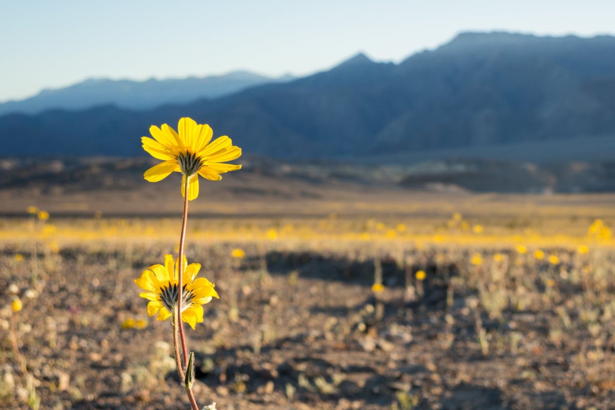 Top 5 U.S. National Parks To Catch The Spring Blooms In 2026