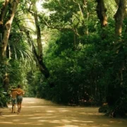 Soneva’s Bare Luxury: A New Chapter in Mindful High End Travel
