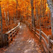 Bright autumn trees along boardwalk in late autumn in Michigan upper peninsula