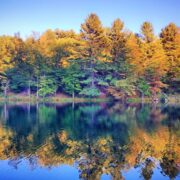 Autumn yellow trees with reflection in the water in black rock state park in New England Connecticut United States.